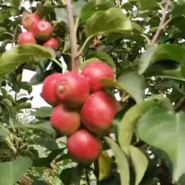 沙果精品现摘现发....