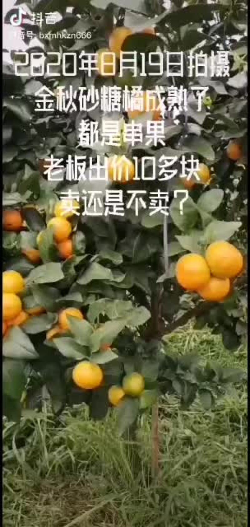 金秋沙糖桔10月上市