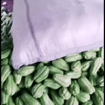 代收佛手瓜，有需要的老板可以联系