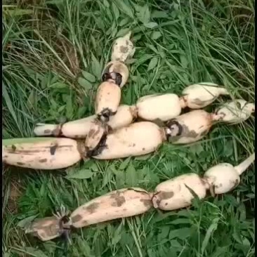 迟35精品大，白，嫩