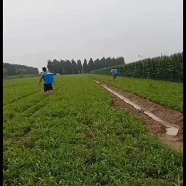 河北优质小叶旱半夏种苗。产量高，易管理病虫害少