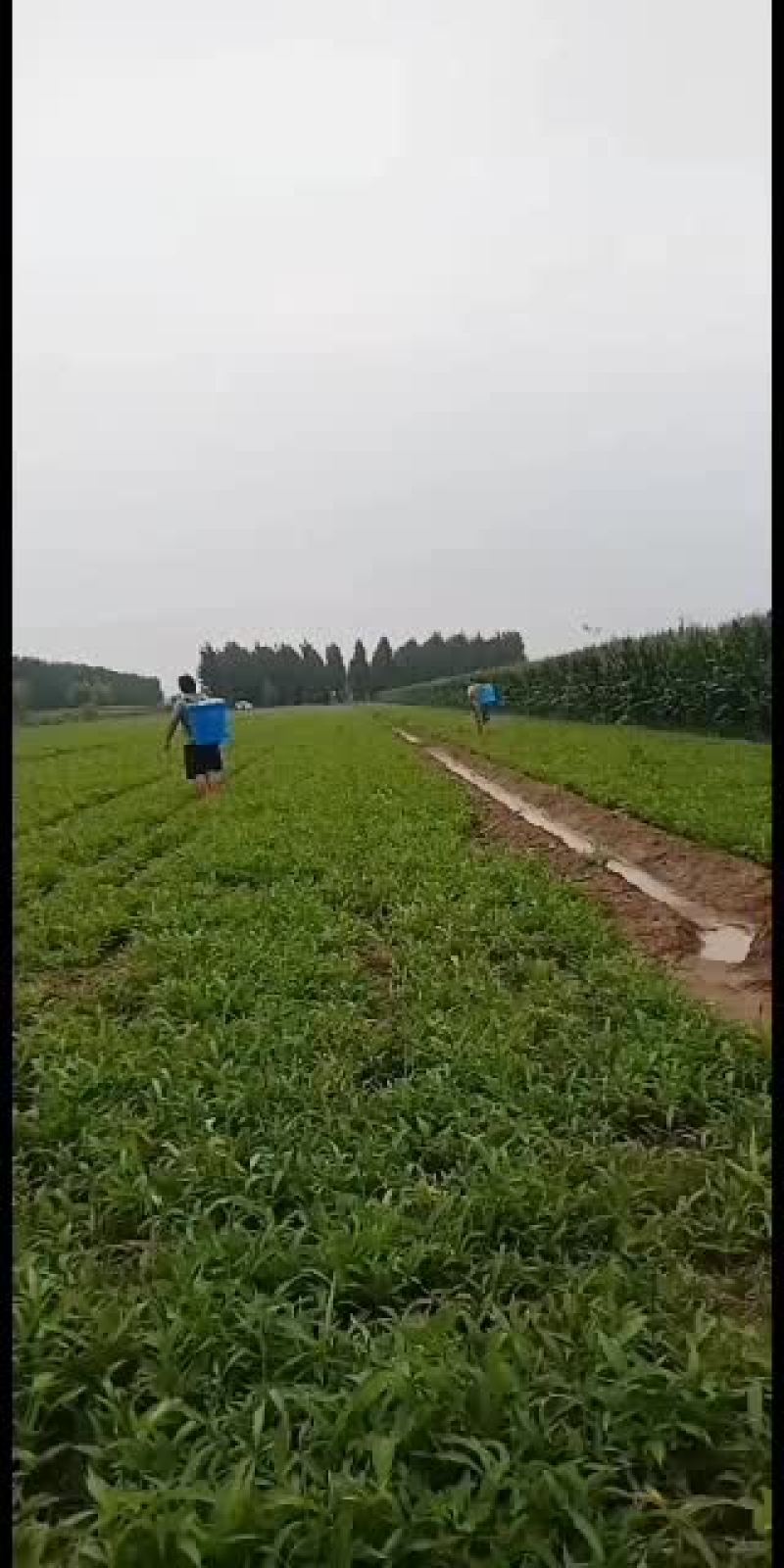 河北优质小叶旱半夏种苗。产量高，易管理病虫害少