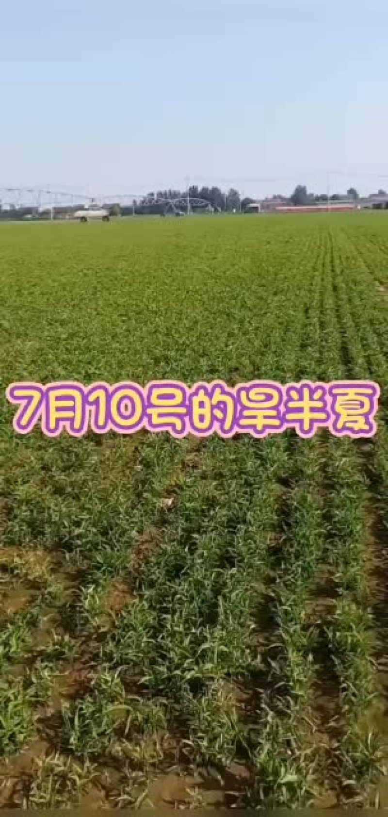 河北优质小叶旱半夏种苗。产量高，易管理病虫害少