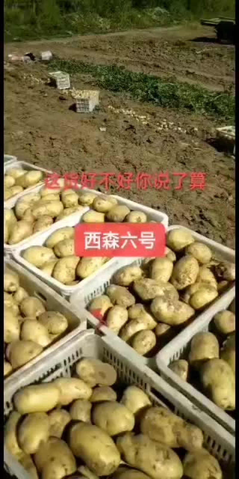 出售土豆二两，三两以上通货