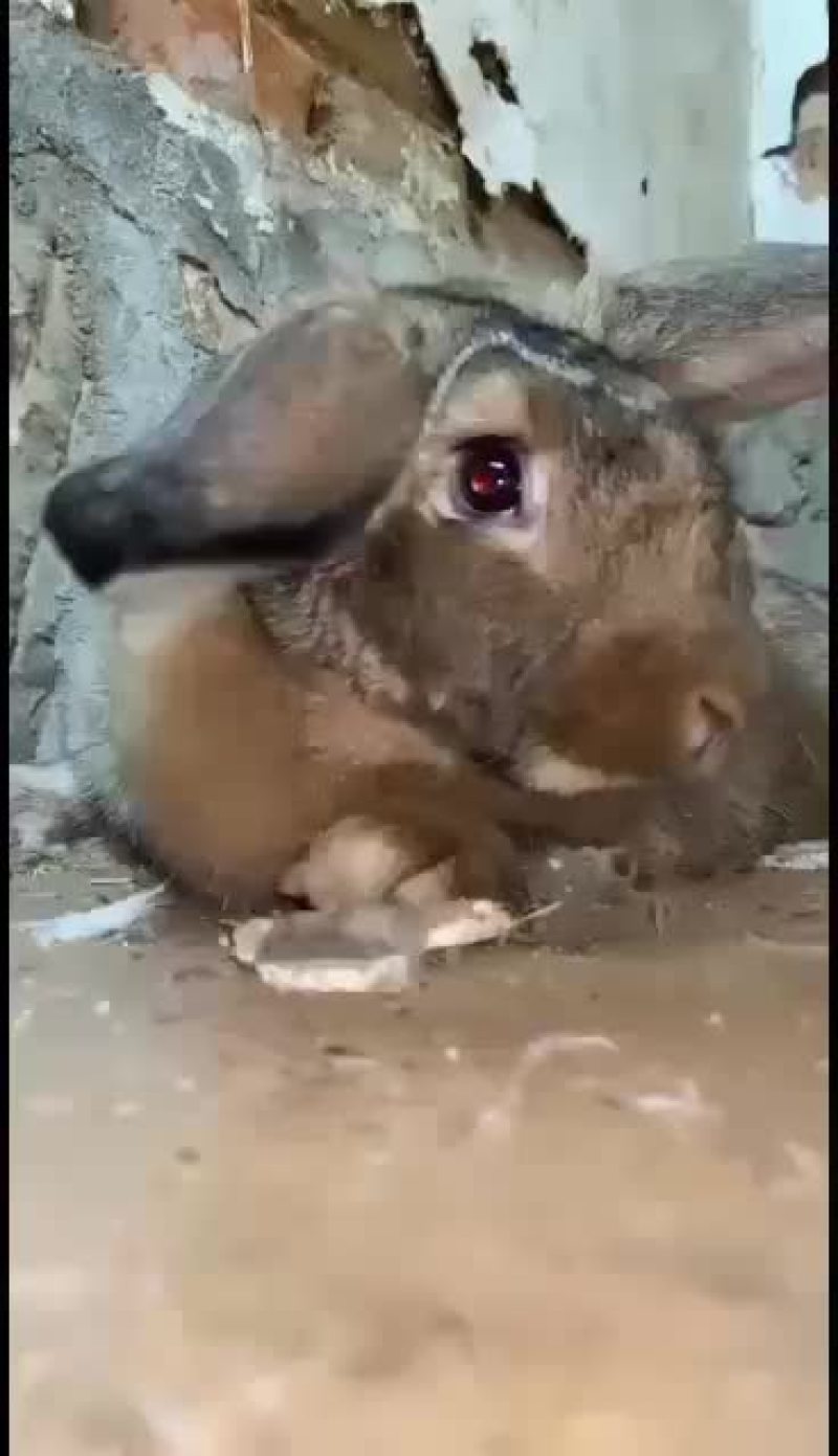 改良杂交肉兔，比利时新西兰