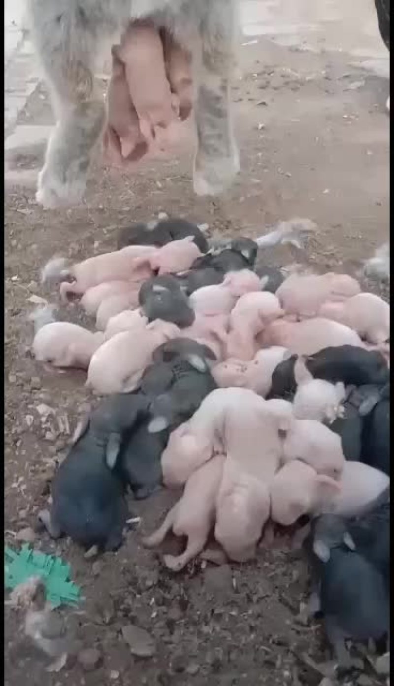 改良杂交肉兔，比利时新西兰