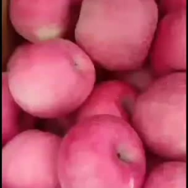 红富士黄土高坡红苹果