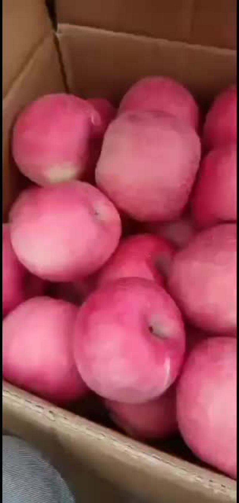 红富士黄土高坡红苹果