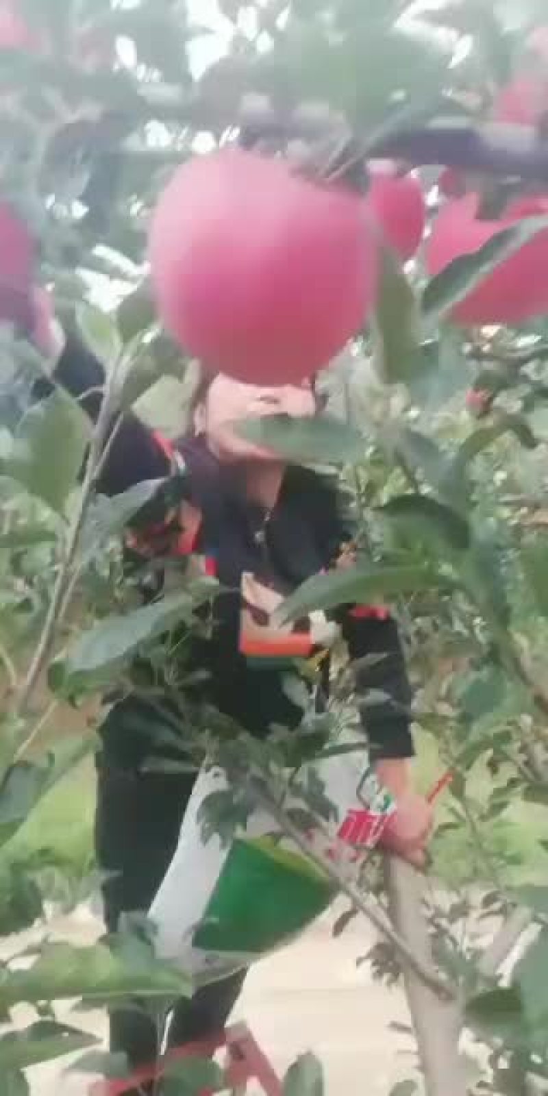 红富士黄土高坡红苹果