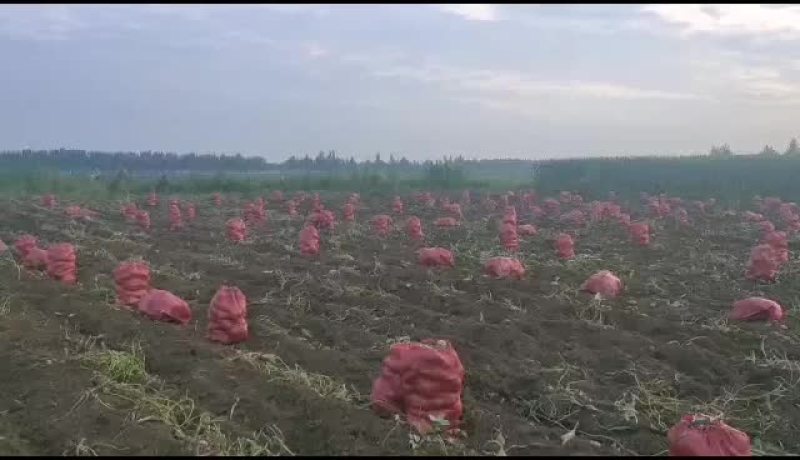 地瓜花生基地货源直供