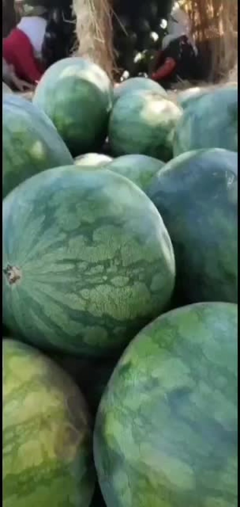 诚信代办内蒙古通辽市无籽西瓜