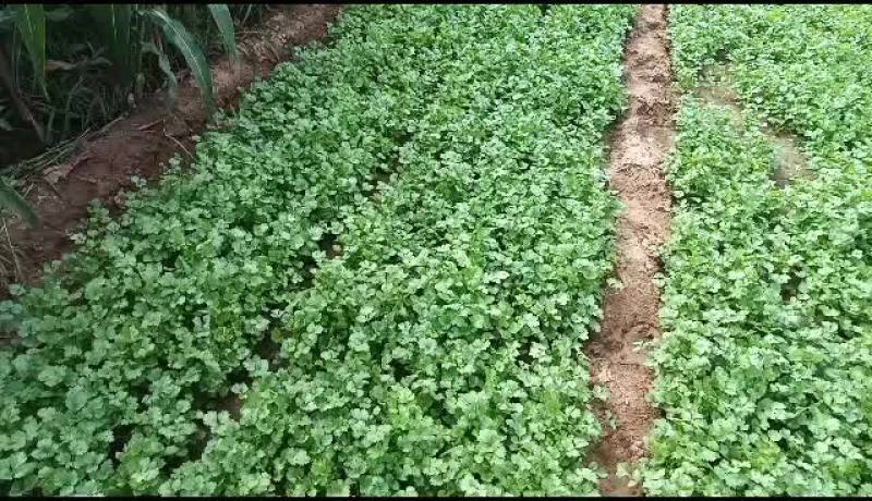 自种精品香菜马上上市需要的请联系