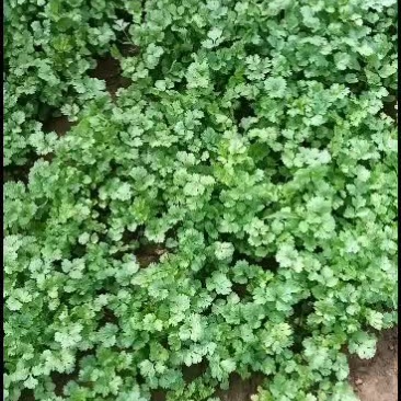 自种精品香菜马上上市需要的请联系