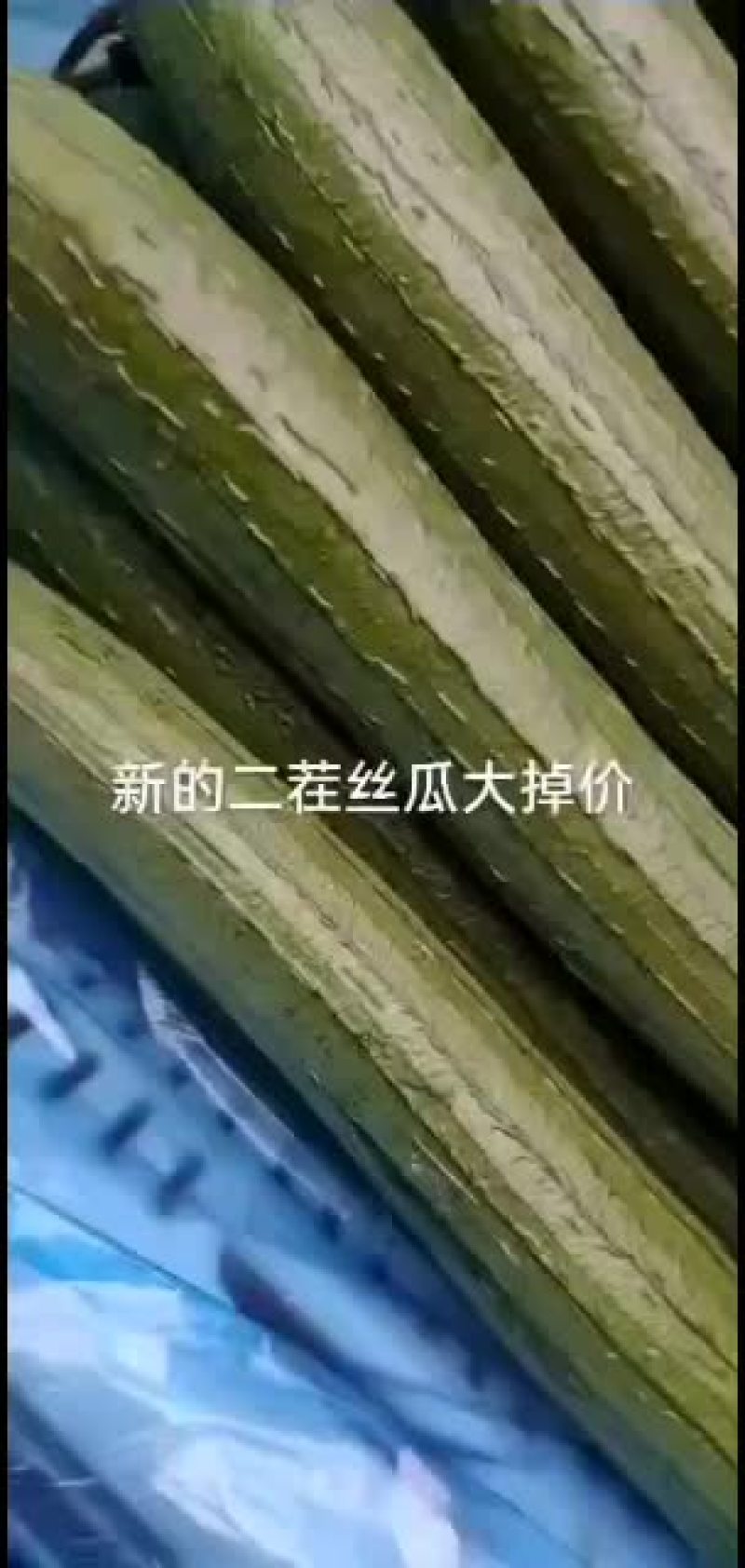 精品二茬丝瓜，有需要的可以联系我