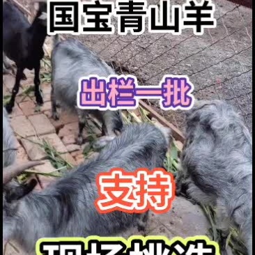 嘉祥县洪昆牛羊繁殖基地