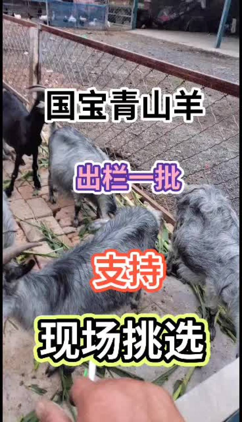 嘉祥县洪昆牛羊繁殖基地