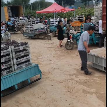 河北威县东升葡萄，桃代收站