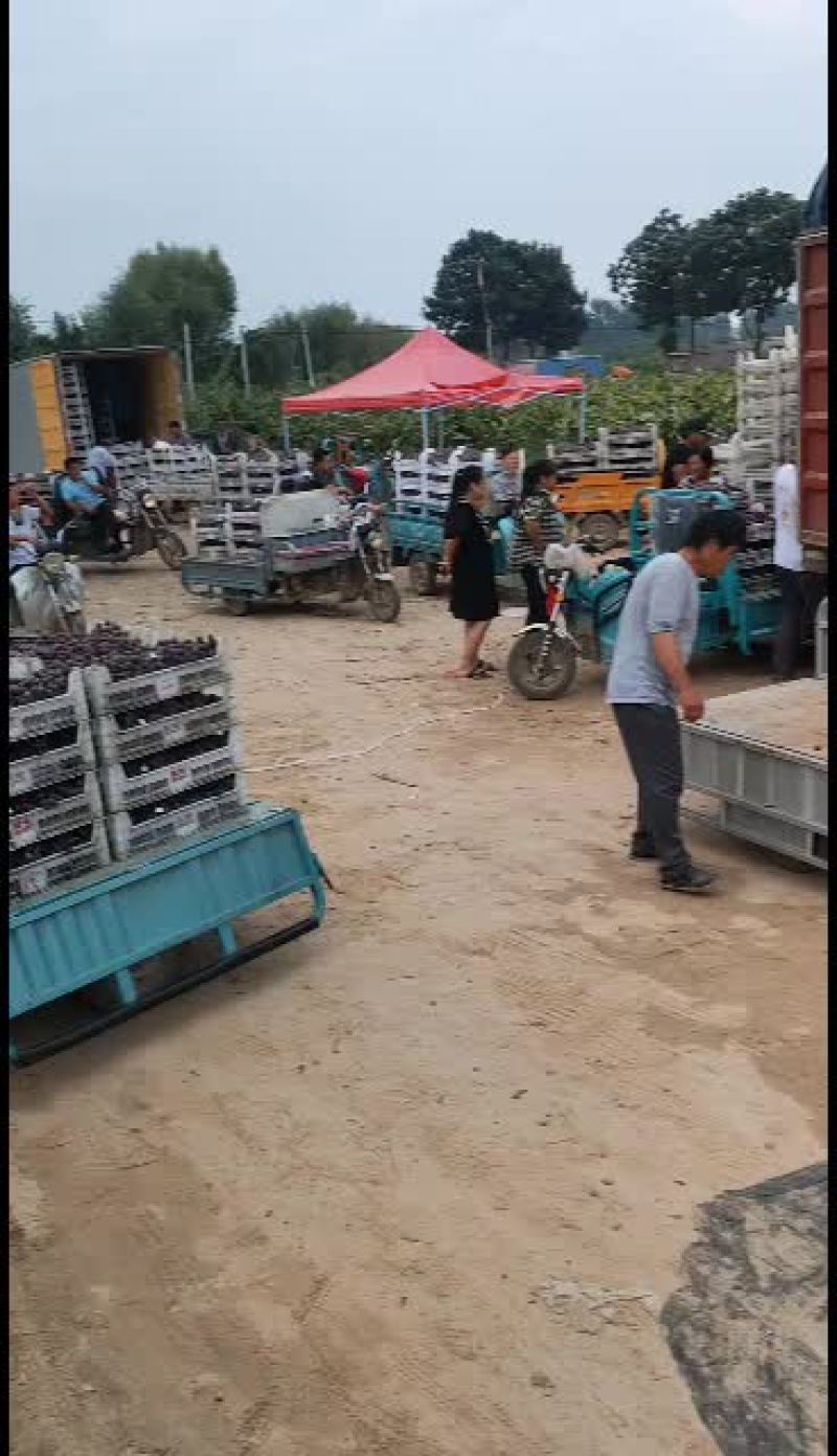 河北威县东升葡萄，桃代收站