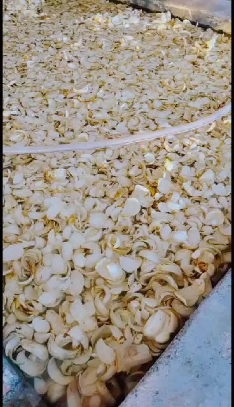 龙牙百合干大量发货中