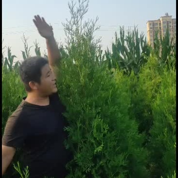 个人种植精品侧柏一手货源