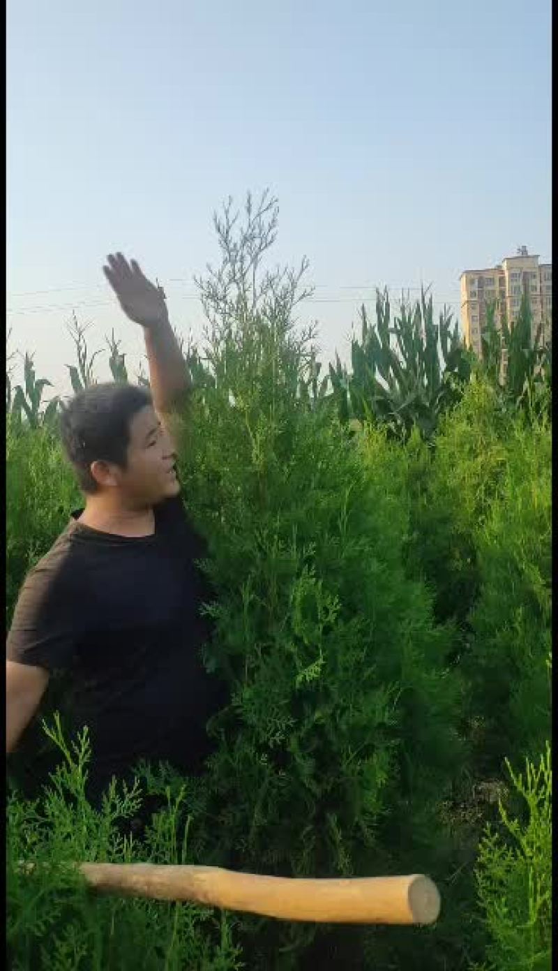 个人种植精品侧柏一手货源