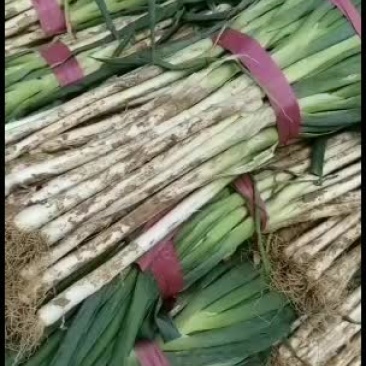 长白大葱货源充足，快快行动