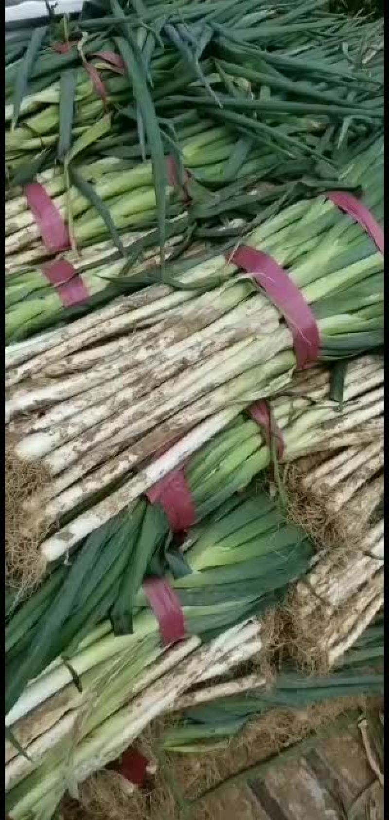 长白大葱货源充足，快快行动