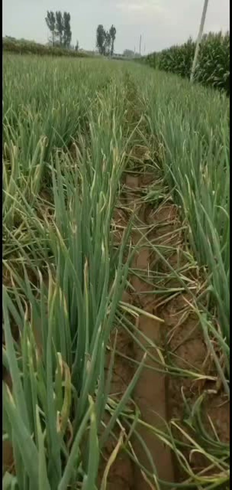 长白大葱货源充足，快快行动