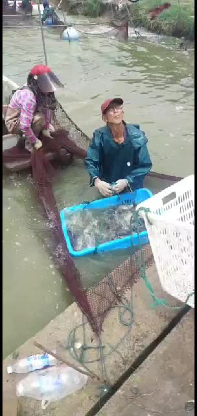 淡水鱼类质量很好放塘垂钓