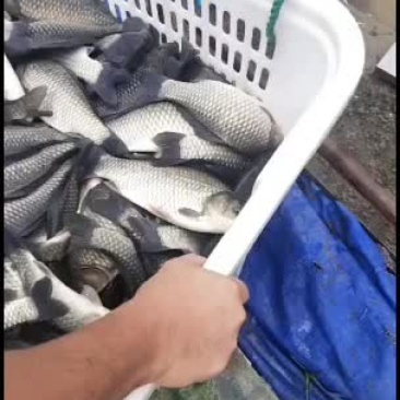 淡水鱼类质量很好放塘垂钓