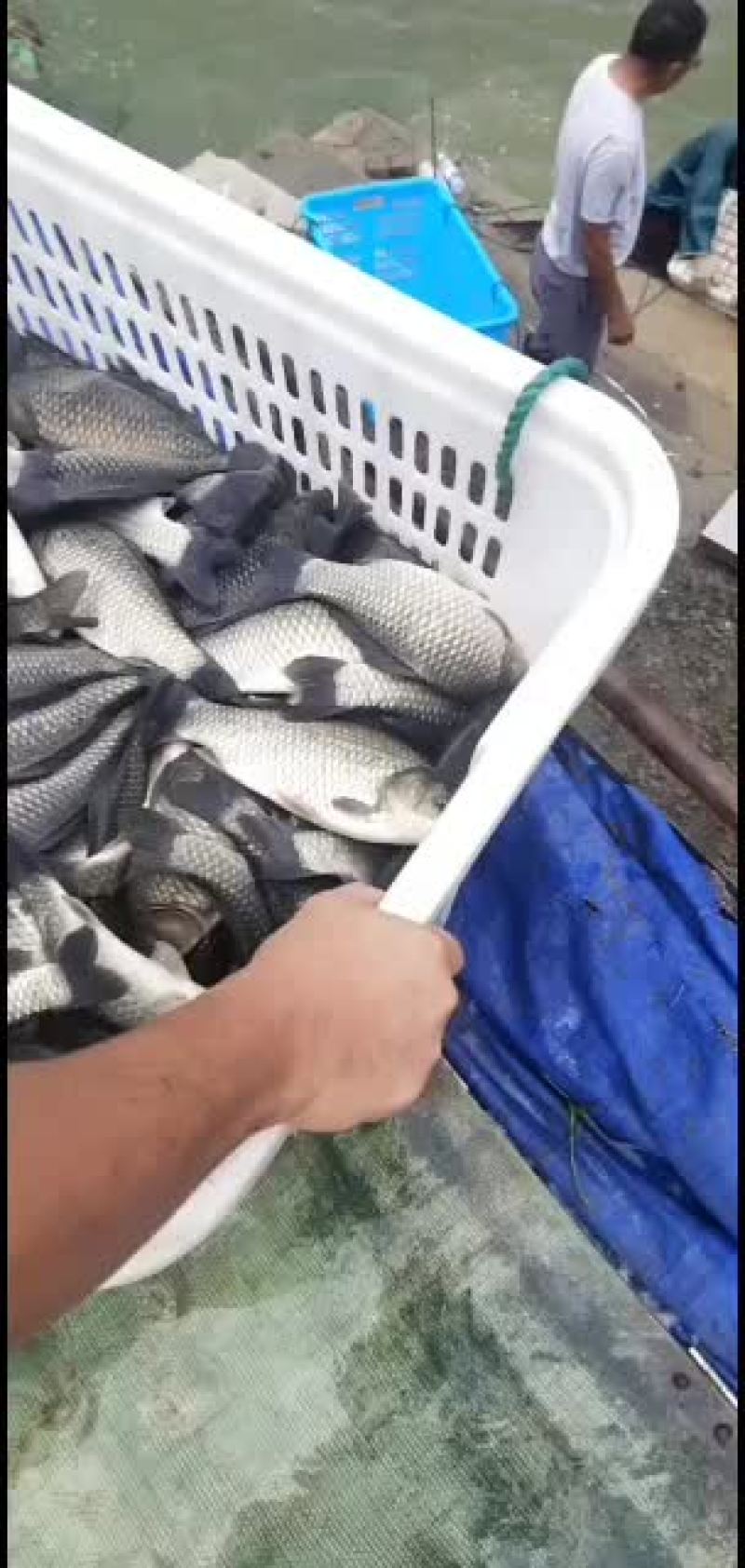 淡水鱼类质量很好放塘垂钓