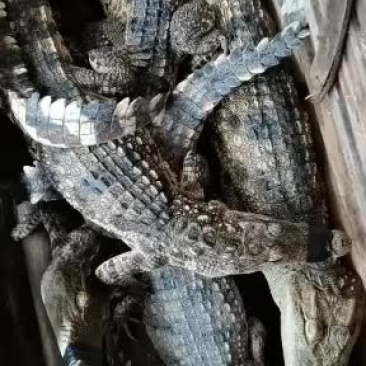 精品，鳄鱼，鳄鱼苗，中型鳄鱼。