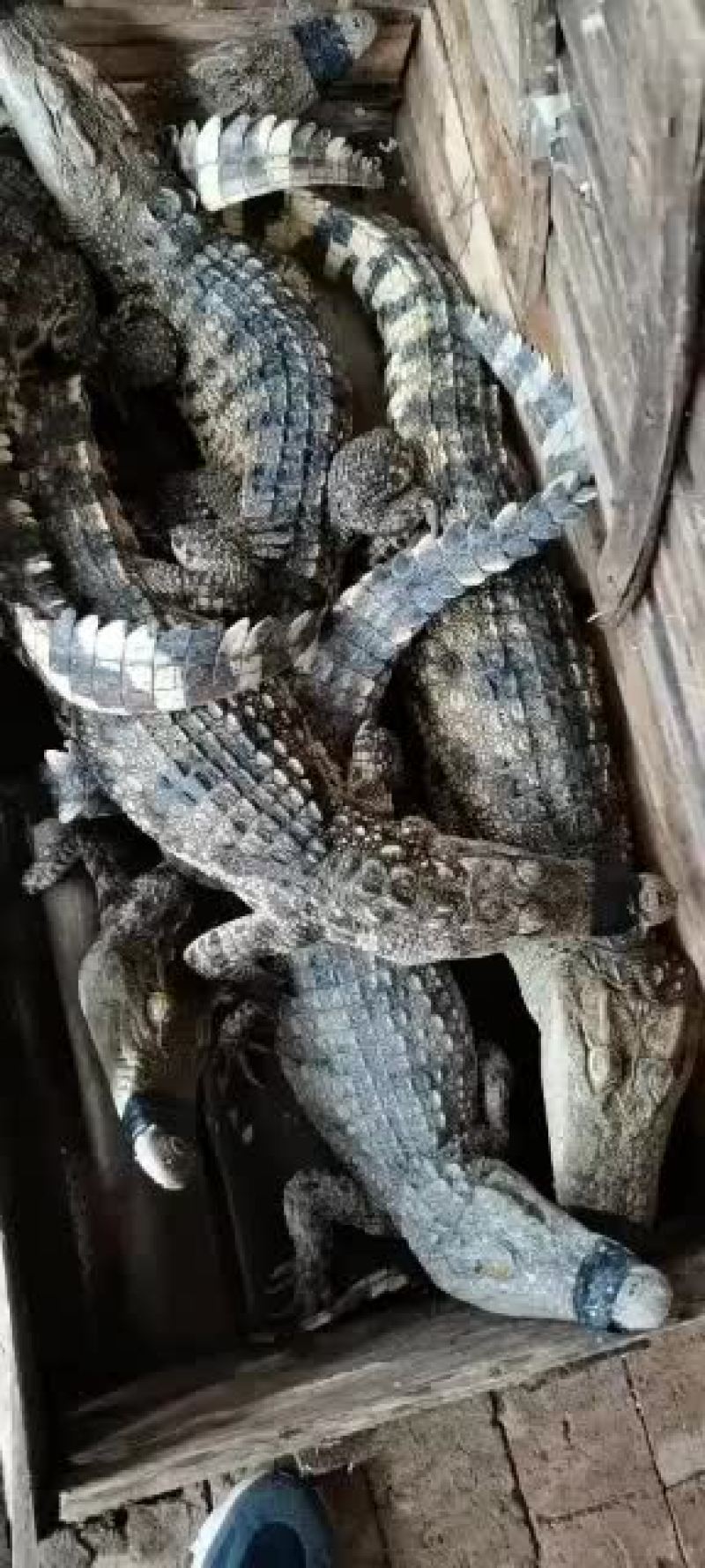 精品，鳄鱼，鳄鱼苗，中型鳄鱼。