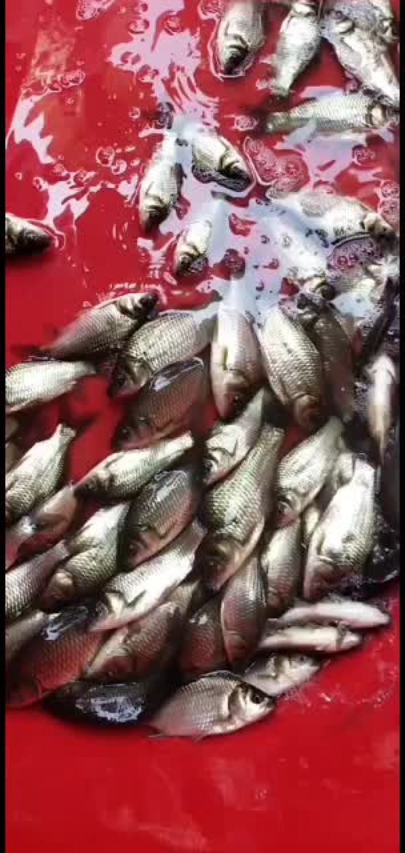 鱼苗质量很好适合养殖户