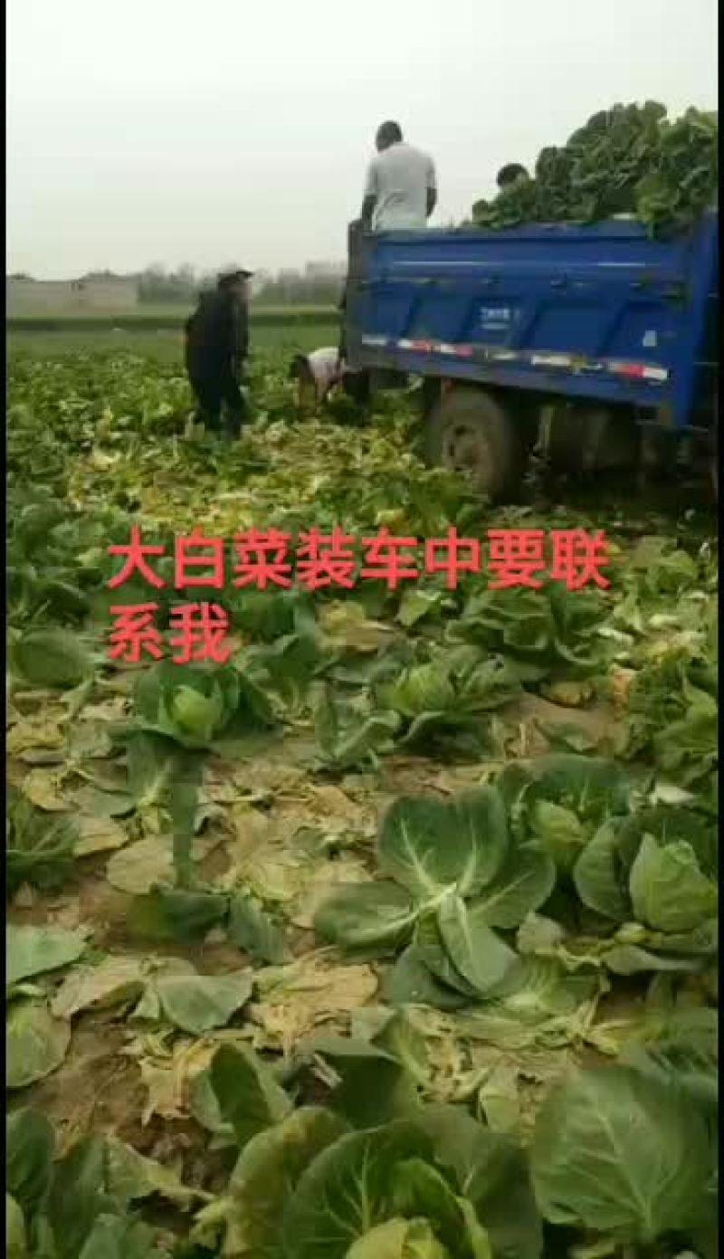 月季花基地有上百种有要联系我40公分一50公分大花1块7