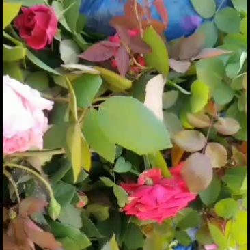 月季花基地有上百种有要联系我40公分一50公分大花1块7