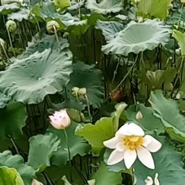 建宁白莲干莲子新鲜莲子