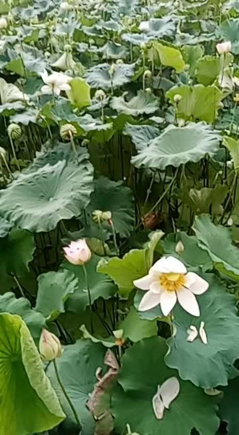 建宁白莲干莲子新鲜莲子