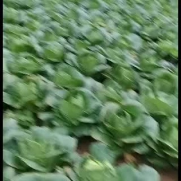 高山无公害精品大白菜