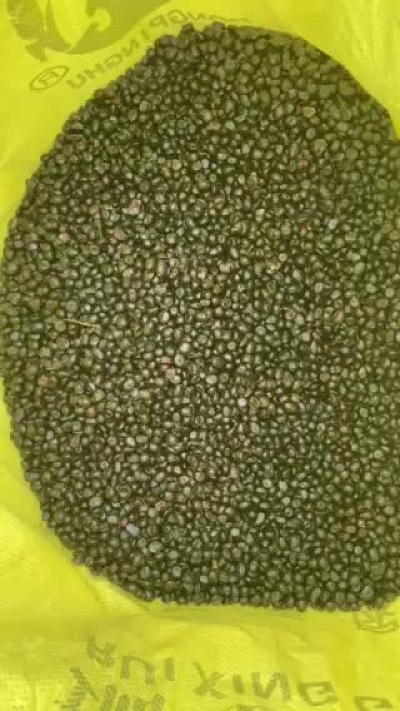新采牡丹种子适合种植
