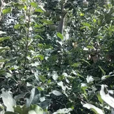 红富士苹果阿克苏冰糖心苹果纸袋十月份出来了
