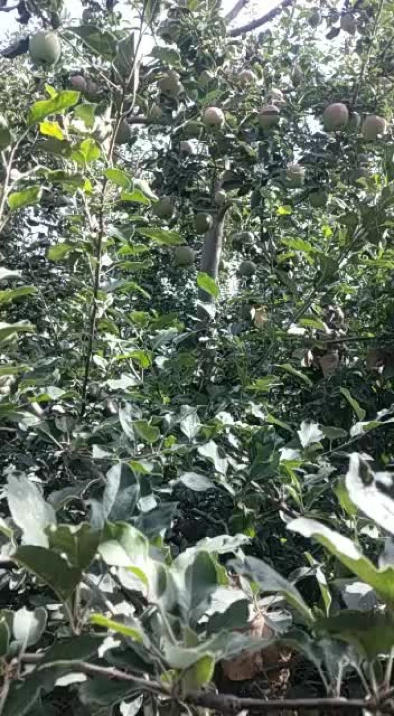 红富士苹果阿克苏冰糖心苹果纸袋十月份出来了
