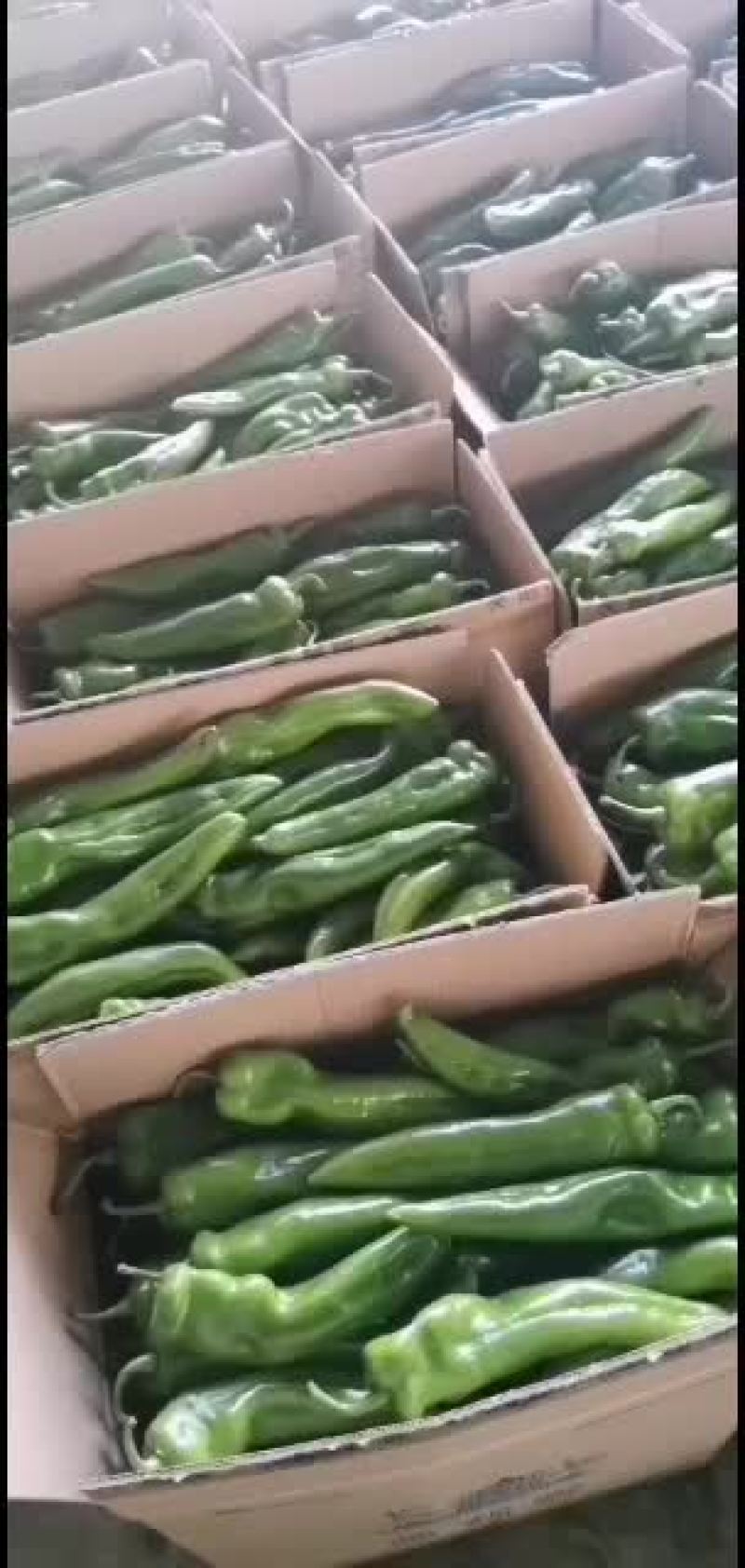 大量大棚牛角尖椒供应，
