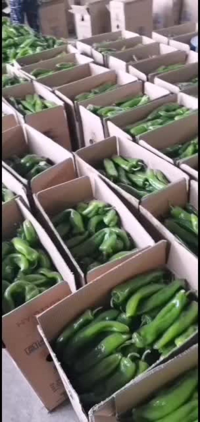 大量大棚牛角尖椒供应，