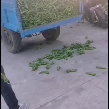 大量大棚牛角尖椒供应，