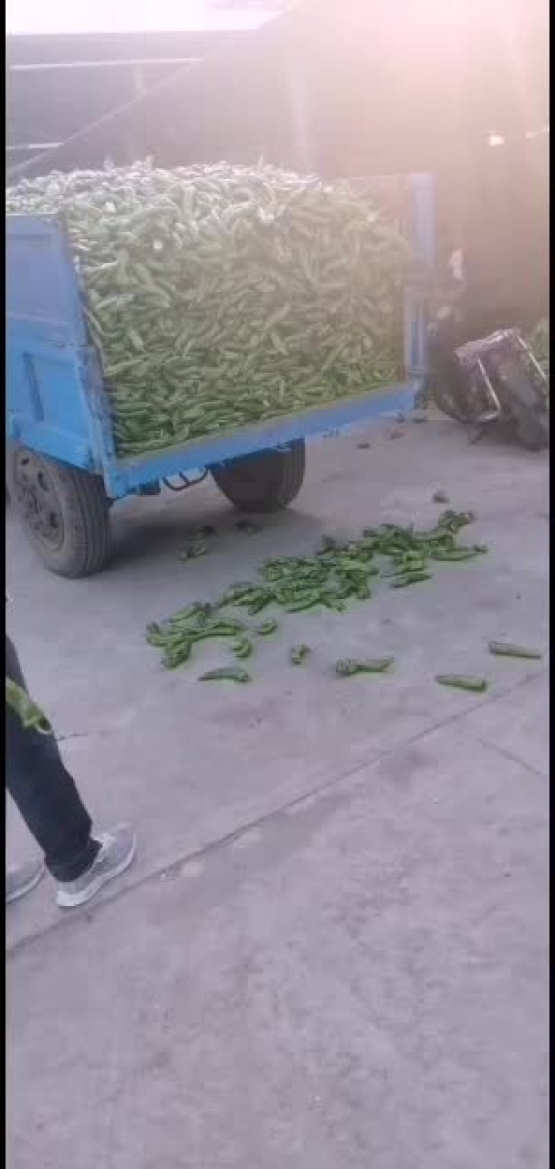 大量大棚牛角尖椒供应，