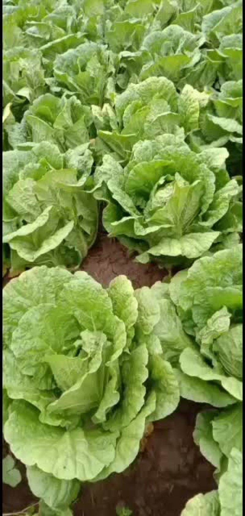 黑龙江肇州黄心大白菜大量上市中，有需要的老板随时联系