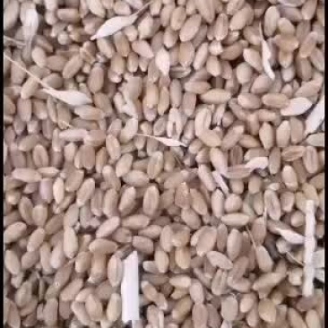 小麦没卖完不留了全卖了