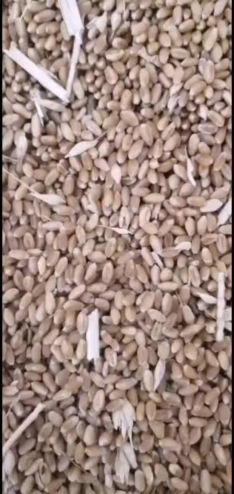 小麦没卖完不留了全卖了