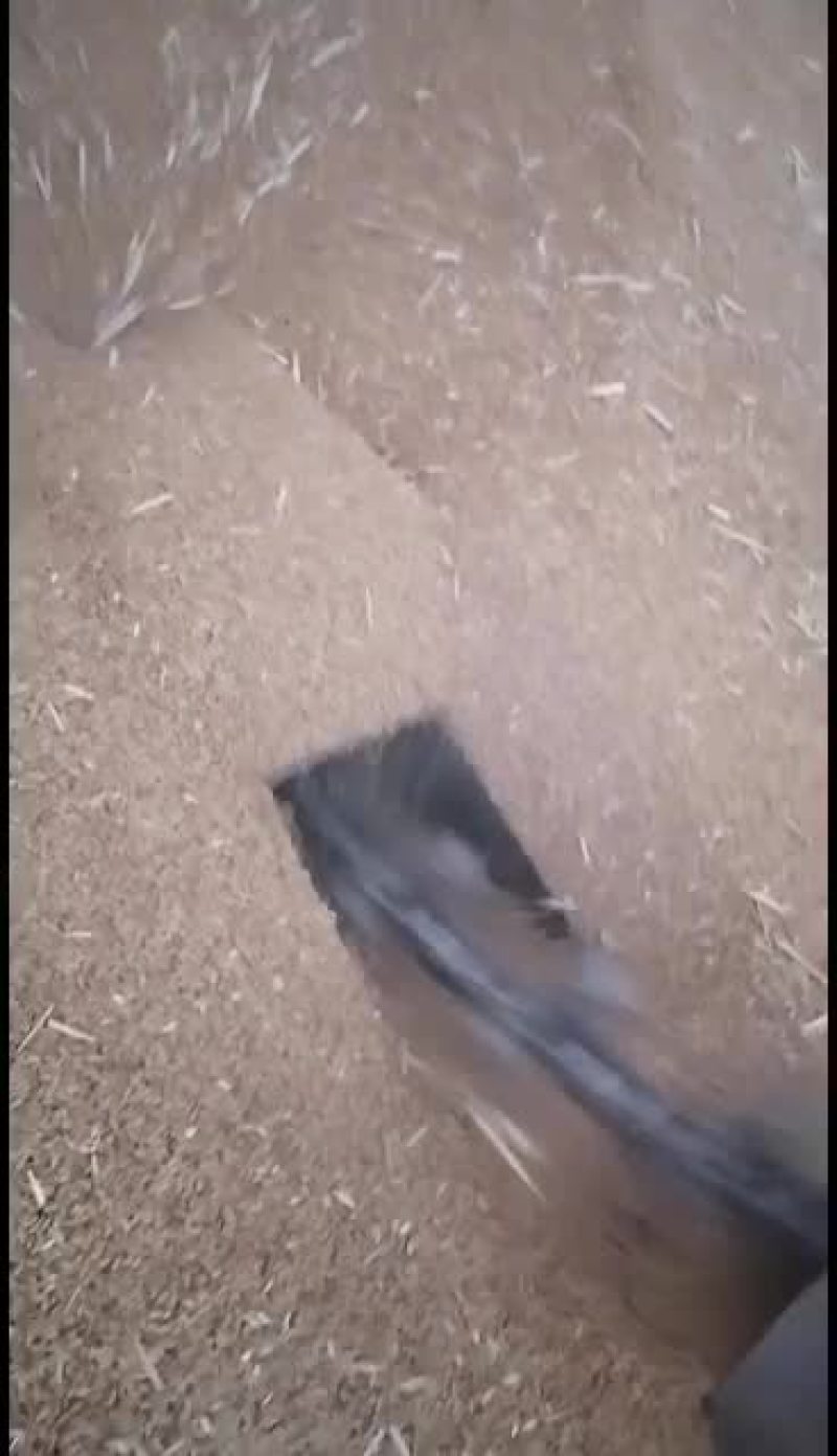 小麦没卖完不留了全卖了